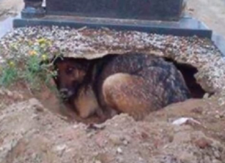 Fidelidade Eterna: cão cava um buraco ao lado do túmulo de seu dono para estar perto dele