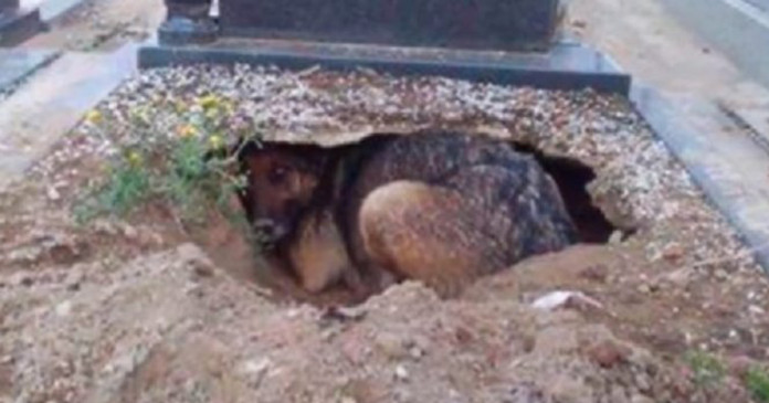Fidelidade Eterna: cão cava um buraco ao lado do túmulo de seu dono para estar perto dele