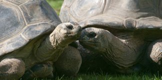 Quando o amor acaba: Casal de Tartarugas se desentende e se separa após 115 anos de união