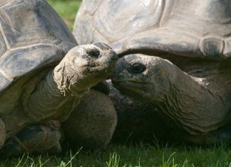 Quando o amor acaba: Casal de Tartarugas se desentende e se separa após 115 anos de união