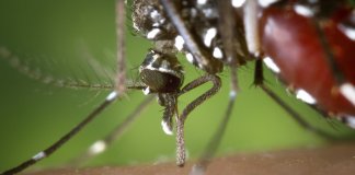 Estudo aponta que música eletrônica reduz picadas e reprodução do mosquito Aedes aegypti