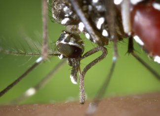 Estudo aponta que música eletrônica reduz picadas e reprodução do mosquito Aedes aegypti
