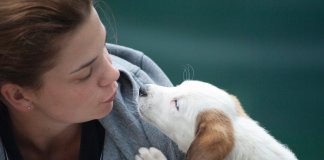 Como os cães escolhem o seu humano preferido Como os cães escolhem o seu humano preferido
