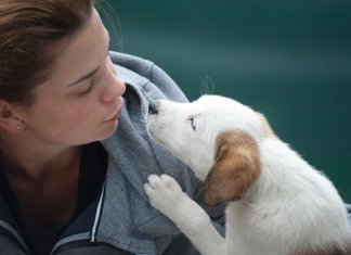 Como os cães escolhem o seu humano preferido
