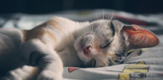 Gatos sabem quando são chamados, mas fingem que não entendem