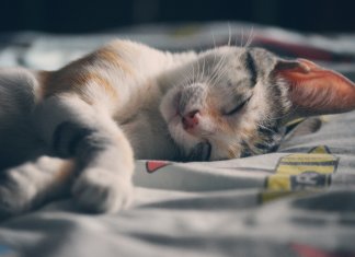 Gatos sabem quando são chamados, mas fingem que não entendem