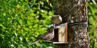 Observar aves perto de sua casa é bom para sua saúde mental