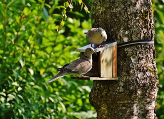 Observar aves perto de sua casa é bom para sua saúde mental