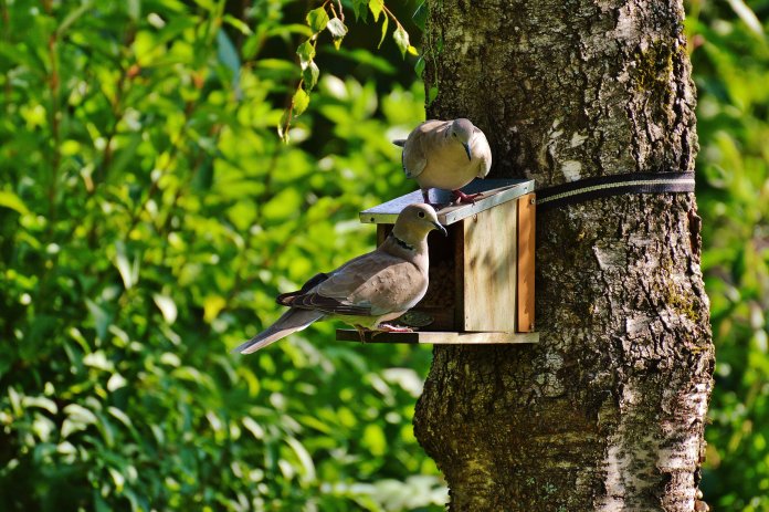 Observar aves perto de sua casa é bom para sua saúde mental