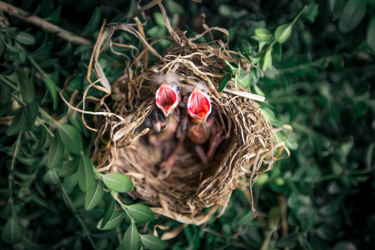 contioutra.com - Observar aves perto de sua casa é bom para sua saúde mental
