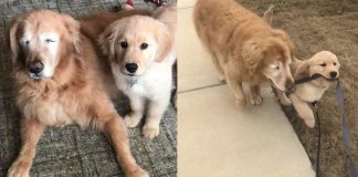 Cachorro idoso cego ganha o seu próprio “cão-guia” e recupera a vontade de viver Cachorro idoso cego ganha o seu próprio “cão-guia” e recupera a vontade de viver