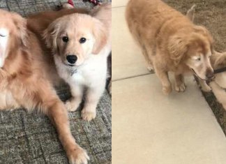 Cachorro idoso cego ganha o seu próprio “cão-guia” e recupera a vontade de viver