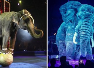 Circo alemão se recusa a maltratar animais. Eles criaram lindos hologramas para admirá-los