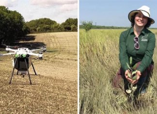Com drones, eles liberam sementes de árvores para restaurar as florestas. Eles podem plantar até 400 mil por dia