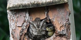 Patinho é chocado por mamãe coruja, e as fotos da dupla extrapolam todos os níveis de fofura Patinho é chocado por mamãe coruja, e as fotos da dupla extrapolam todos os níveis de fofura