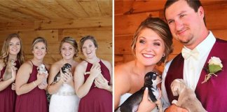 Damas de honra carregam filhotes em vez de flores e, assim, ajudam a adotá-los