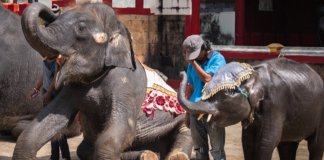 “Dumbo” da vida real é forçado a dançar em zoológico tailandês
