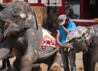 “Dumbo” da vida real é forçado a dançar em zoológico tailandês