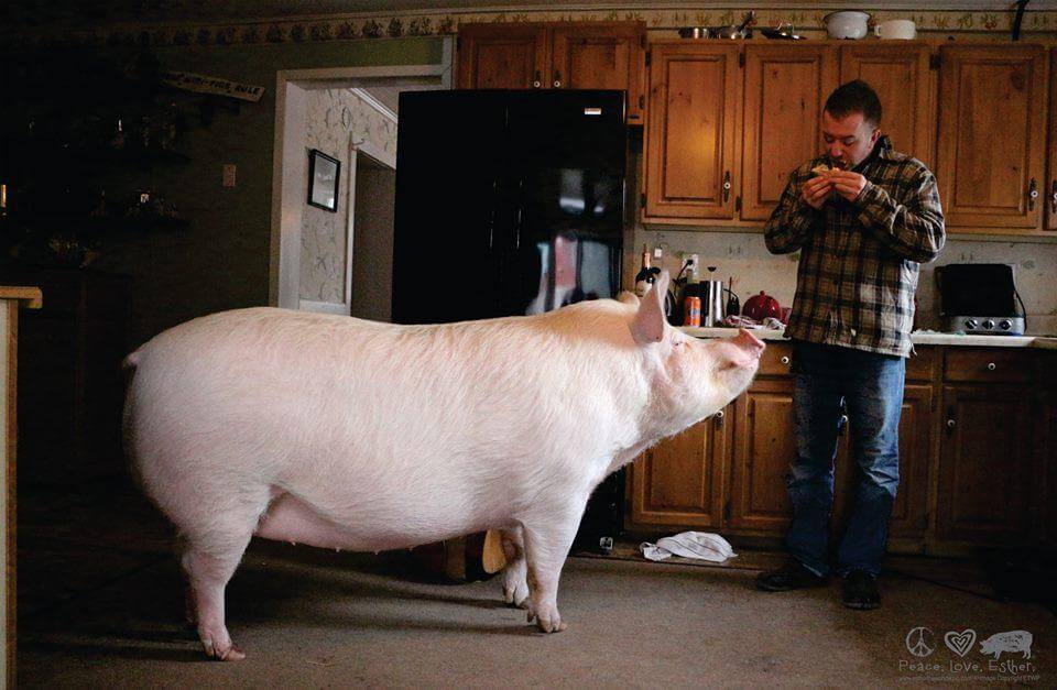 contioutra.com - Eles acharam que estavam adotando uma mini porca, mas ela cresceu (muito!) e transformou as suas vidas