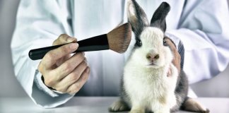 Colômbia aprova lei que proíbe experiências em animais