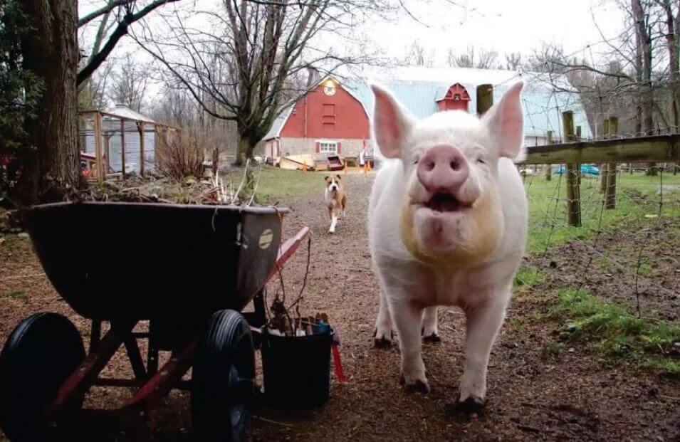 contioutra.com - Eles acharam que estavam adotando uma mini porca, mas ela cresceu (muito!) e transformou as suas vidas