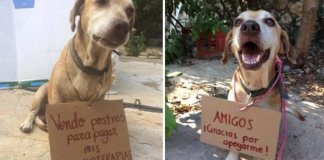 Filhote com câncer vende sobremesas para pagar por sua quimioterapia. Em menos de 24 horas ele cumpre a meta Filhote com câncer vende sobremesas para pagar por sua quimioterapia. Em menos de 24 horas ele cumpre a meta