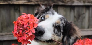 Ter um cachorro em casa deixa você mais feliz