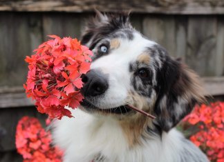 Ter um cachorro em casa deixa você mais feliz