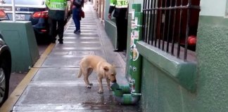 Não haverá mais animais famintos nas ruas. Polícia monta dispensadores de alimentos no Peru
