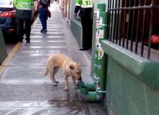 Não haverá mais animais famintos nas ruas. Polícia monta dispensadores de alimentos no Peru