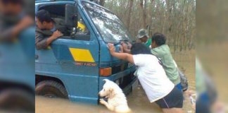 O caminhão estava afundando no meio de uma chuva forte e o cachorro sabia disso. Ele empurrou com toda a força