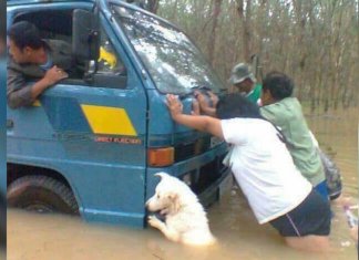 O caminhão estava afundando no meio de uma chuva forte e o cachorro sabia disso. Ele empurrou com toda a força