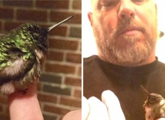 Gratidão: Beija-flor visita todos os anos o homem que salvou a sua vida