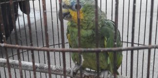 “Mamãe, polícia!”; papagaio anuncia chegada da polícia e acaba “preso” também