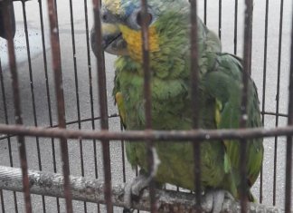 “Mamãe, polícia!”; papagaio anuncia chegada da polícia e acaba “preso” também