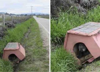 Eles a amarraram na casa dela e a deixaram na beira da estrada. Escondida do lado de dentro, ela esperou por ajuda