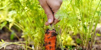 Praticar jardinagem pode te fazer feliz e ainda ajudar na depressão