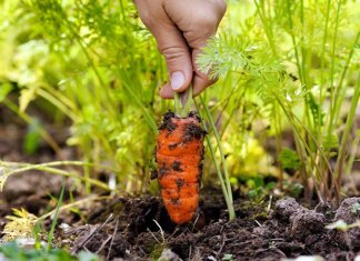 Praticar jardinagem pode te fazer feliz e ainda ajudar na depressão