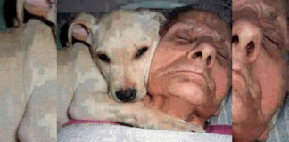 Este cachorro ficou com o seu dono idoso, que estava em coma, até ele acordar