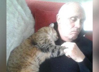 Se recuperando de cirurgia, homem acorda com o abraço carinhoso de gatinho misterioso