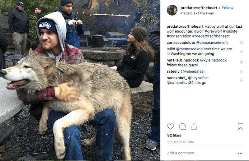 contioutra.com - Ilha no Canad&aacute; &eacute; cheia de lobos amig&aacute;veis que voc&ecirc; pode visitar