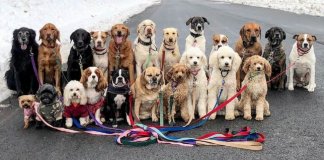 Esses cachorros caminham e tiram uma foto juntos todos os dias