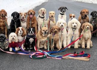Esses cachorros caminham e tiram uma foto juntos todos os dias