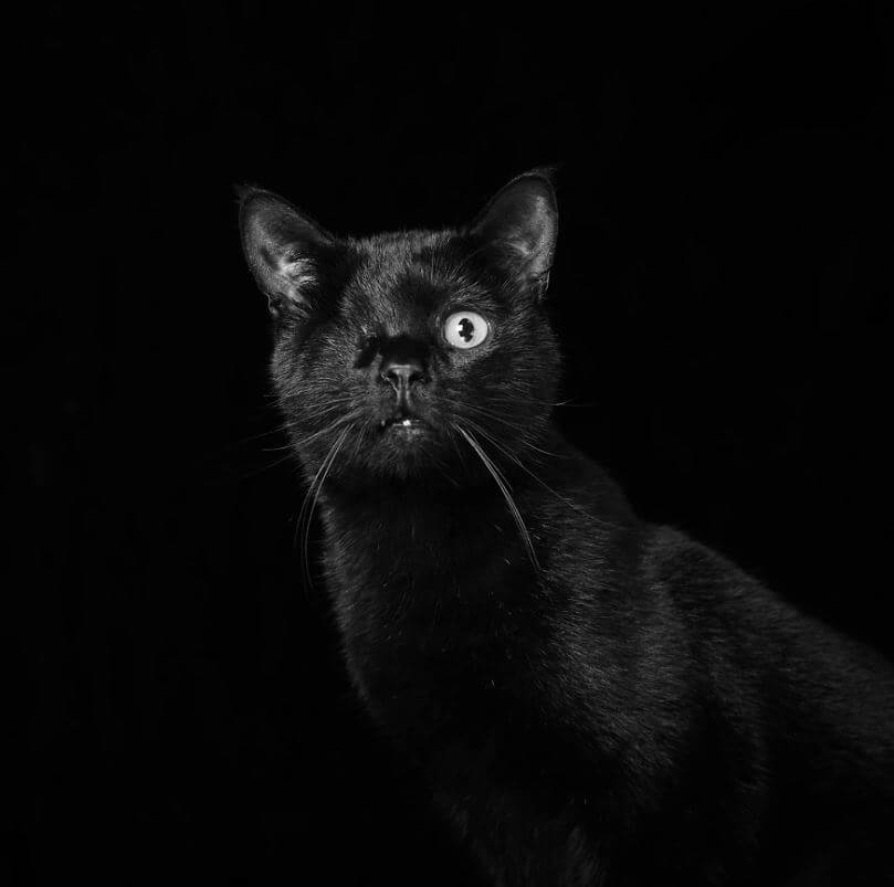 contioutra.com - Eles são lindos sim! Cães e gatos pretos posam para fotos para incentivar adoção