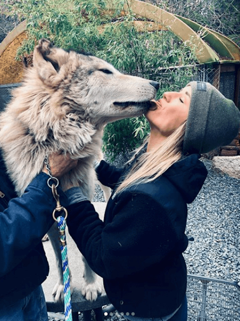 contioutra.com - Ilha no Canad&aacute; &eacute; cheia de lobos amig&aacute;veis que voc&ecirc; pode visitar