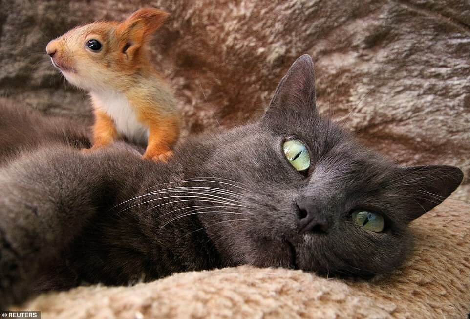 asomadetodosafetos.com - Gata adota quatro esquilos órfãos, e as fotos são puro amor (e tem vídeo!!!)