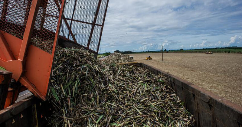 asomadetodosafetos.com - USP produz plástico 100% biodegradável com resíduos da agroindústria