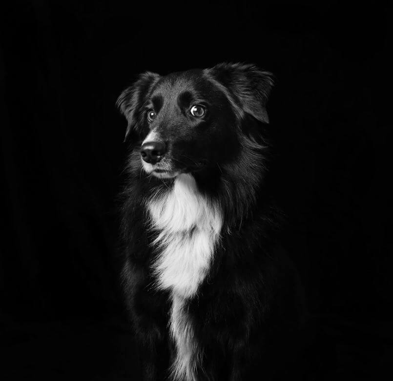asomadetodosafetos.com - Eles são lindos sim! Cães e gatos pretos posam para fotos para incentivar adoção