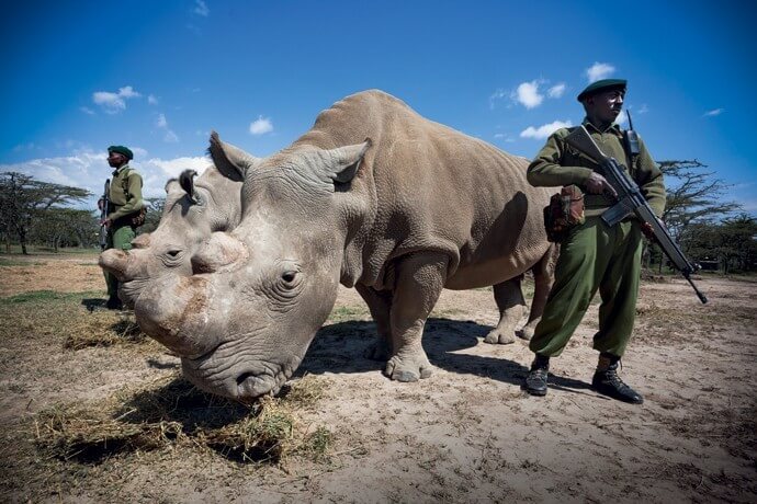 contioutra.com - O último do planeta: Rinoceronte-branco do norte morre e espécie entra em extinção
