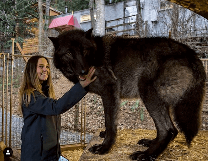 contioutra.com - Ilha no Canadá é cheia de lobos amigáveis que você pode visitar